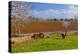 Europe, Spain, Majorca, Meadow, Donkey, Almonds-Chris Seba-Premier Image Canvas