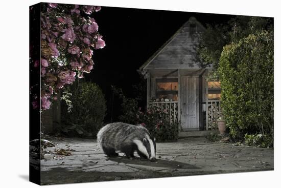 European Badger (Meles Meles) Feeding on Food Left Out in Urban Garden, Kent, UK, May-Terry Whittaker-Premier Image Canvas