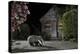 European Badger (Meles Meles) Feeding on Food Left Out in Urban Garden, Kent, UK, May-Terry Whittaker-Premier Image Canvas