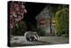 European Badger (Meles Meles) Feeding On Food Left Out In Urban Garden, Kent, UK, May-Terry Whittaker-Premier Image Canvas