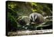 European Badger Shaking and Splashing Water Drops Around-Stanislav Duben-Premier Image Canvas