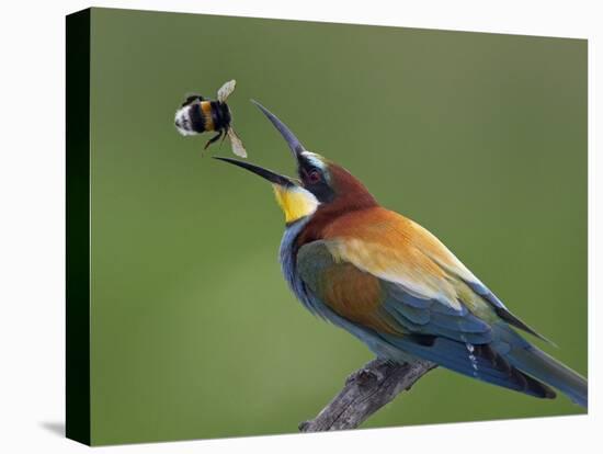 European Bee-Eater (Merops Apiaster) Catching Bumblebee in Beak, Pusztaszer, Hungary, May 2008-Varesvuo-Premier Image Canvas