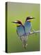 European Bee-Eater (Merops Apiaster) Pair Perched, Pusztaszer, Hungary, May 2008-Varesvuo-Premier Image Canvas