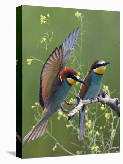 European Bee-Eater (Merops Apiaster) Pair, Pusztaszer, Hungary, May 2008-Varesvuo-Premier Image Canvas