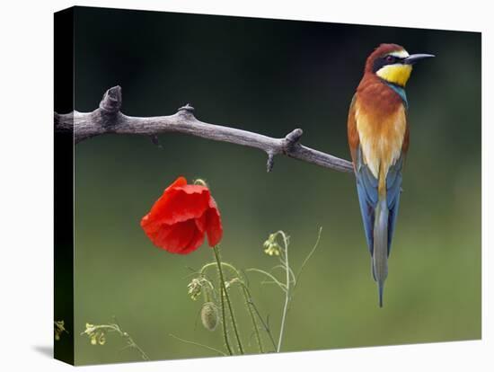 European Bee-Eater (Merops Apiaster) Perched Beside Poppy Flower, Pusztaszer, Hungary, May 2008-Varesvuo-Premier Image Canvas