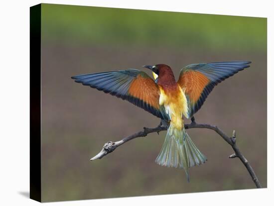 European Bee-Eater (Merops Apiaster) Perched with Wings Extended, Pusztaszer, Hungary, May 2008-Varesvuo-Premier Image Canvas