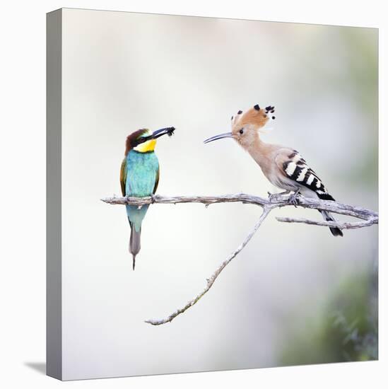 European Bee Eater Perched with a Honey Bee-null-Premier Image Canvas