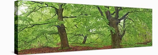 European beech, Kellerwald, Germany-Frank Krahmer-Stretched Canvas