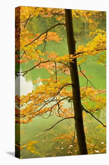 European Beech Tree (Fagus Sylvatica) by Proscansko Lake, Upper Lakes, Plitvice Lakes Np, Croatia-Biancarelli-Premier Image Canvas