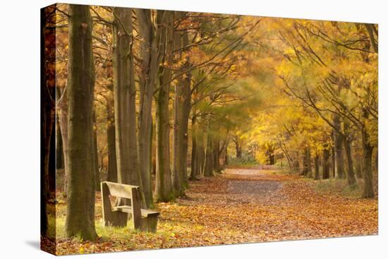 European Beech Trees in Autumn, Beacon Hill Country Park, the National Forest, Leicestershire, UK-Ross Hoddinott-Premier Image Canvas