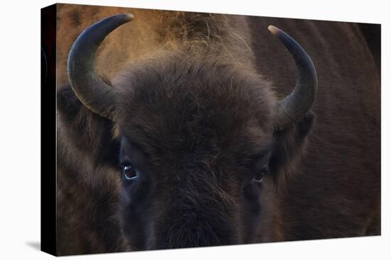 European Bison (Bison Bonasus) Close Up Portrait Showing Horns-Edwin Giesbers-Premier Image Canvas