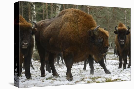 European Bison (Bison Bonasus), Large Bull, Drawsko Military Area-Widstrand-Premier Image Canvas