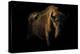 European Bison (Bison Bonasus) Standing in Shadow-Edwin Giesbers-Premier Image Canvas