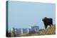 European Bison (Bison Bonasus) with Town in the Background-Edwin Giesbers-Premier Image Canvas