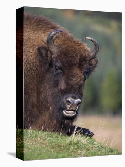 European Bison, Captive at Highland Wildlife Park, Kingussie, Scotland, United Kingdom-Steve & Ann Toon-Premier Image Canvas