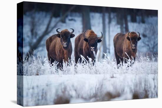 European Bison in winter, Białowieza National Park, Poland-Mateusz Piesiak-Premier Image Canvas