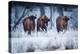 European Bison in winter, Białowieza National Park, Poland-Mateusz Piesiak-Premier Image Canvas