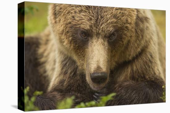 European brown bear head portrait, Finland, Scandinavia, Europe-Kyle Moore-Premier Image Canvas