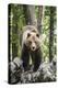 European brown bear (Ursus arctos), alpha male in Karst forest, Notranjska, Slovenia-Franco Banfi-Premier Image Canvas