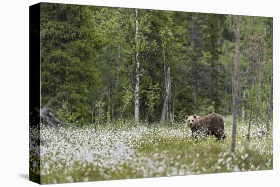 European Brown Bear (Ursus arctos arctos) adult, standing on cotton grass filled taiga swamp, Suomu-Robert Canis-Premier Image Canvas