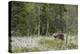 European Brown Bear (Ursus arctos arctos) adult, standing on cotton grass filled taiga swamp, Suomu-Robert Canis-Premier Image Canvas