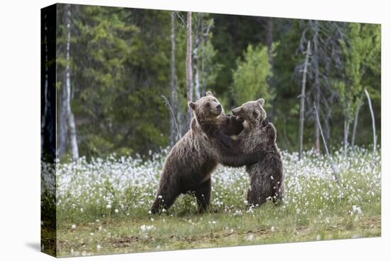 European Brown Bear (Ursus arctos arctos) sub-adults, play fighting on swamp, Suomussalmi, Finland,-Robert Canis-Premier Image Canvas