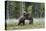 European Brown Bear (Ursus arctos arctos) sub-adults, play fighting on swamp, Suomussalmi, Finland,-Robert Canis-Premier Image Canvas
