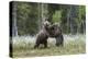 European Brown Bear (Ursus arctos arctos) sub-adults, play fighting on swamp, Suomussalmi, Finland,-Robert Canis-Premier Image Canvas