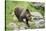 European brown bear, Ursus arctos arctos, wilderness, shore, sidewise, stand-David & Micha Sheldon-Stretched Canvas