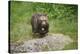 European brown bear, Ursus arctos arctos, young animal, wilderness, frontal, run-David & Micha Sheldon-Stretched Canvas