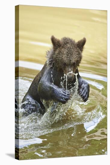 European brown bear, Ursus arctos arctos, young animal, wilderness, pond, bathe-David & Micha Sheldon-Stretched Canvas