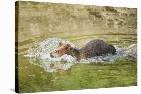 European brown bear, Ursus arctos arctos, young animal, wilderness, pond, bathe-David & Micha Sheldon-Stretched Canvas