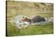 European brown bear, Ursus arctos arctos, young animal, wilderness, pond, bathe-David & Micha Sheldon-Stretched Canvas