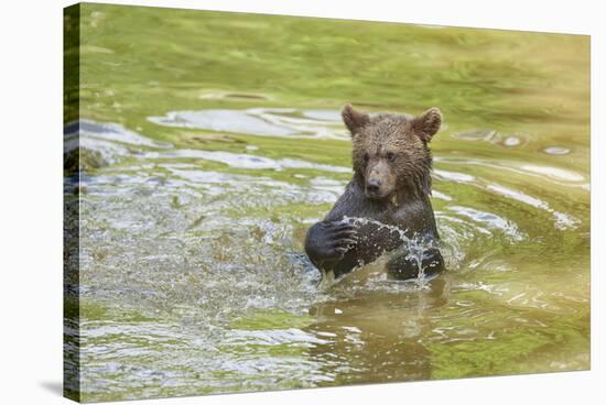 European brown bear, Ursus arctos arctos, young animal, wilderness, pond, bathe-David & Micha Sheldon-Stretched Canvas