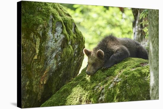 European brown bear, Ursus arctos arctos, young animal, wilderness, rock, sidewise, lie-David & Micha Sheldon-Stretched Canvas
