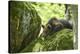 European brown bear, Ursus arctos arctos, young animal, wilderness, rock, sidewise, lie-David & Micha Sheldon-Premier Image Canvas