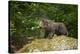 European brown bear, Ursus arctos arctos, young animal, wilderness, rock, sidewise, stand-David & Micha Sheldon-Premier Image Canvas