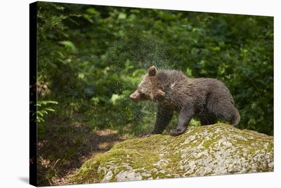 European brown bear, Ursus arctos arctos, young animal, wilderness, rock, sidewise, stand-David & Micha Sheldon-Stretched Canvas