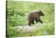 European brown bear, Ursus arctos arctos, young animal, wilderness, sidewise, run, trunk-David & Micha Sheldon-Premier Image Canvas