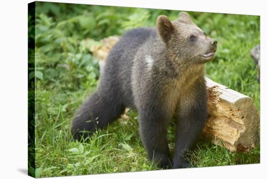 European brown bear, Ursus arctos arctos, young animal, wilderness, sidewise, stand-David & Micha Sheldon-Stretched Canvas