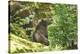 European brown bear, Ursus arctos arctos, young animal, wilderness, sidewise-David & Micha Sheldon-Stretched Canvas
