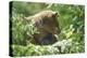 European brown bear, Ursus arctos arctos, young animal, wilderness, sidewise-David & Micha Sheldon-Premier Image Canvas