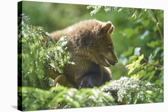 European brown bear, Ursus arctos arctos, young animal, wilderness, sidewise-David & Micha Sheldon-Stretched Canvas