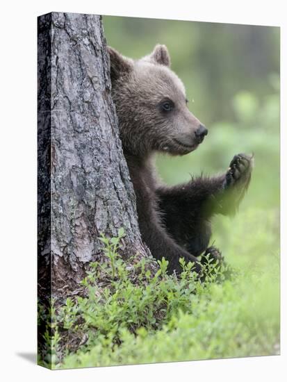 European Brown Bear (Ursus Arctos Arctos) Young Cub, Northern Finland, July-Jussi Murtosaari-Premier Image Canvas