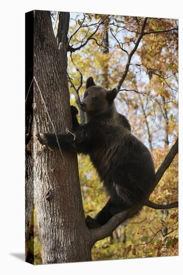 European Brown Bear (Ursus Arctos) in Tree, Captive, Private Bear Park, Near Brasov, Romania-Dörr-Premier Image Canvas