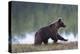 European Brown Bear (Ursus Arctos), Kuhmo, Finland, Scandinavia, Europe-Sergio Pitamitz-Premier Image Canvas