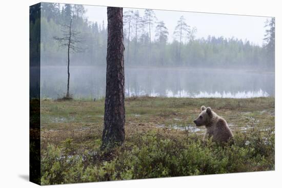 European Brown Bear (Ursus Arctos), Kuhmo, Finland, Scandinavia, Europe-Sergio Pitamitz-Premier Image Canvas