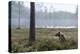 European Brown Bear (Ursus Arctos), Kuhmo, Finland, Scandinavia, Europe-Sergio Pitamitz-Premier Image Canvas