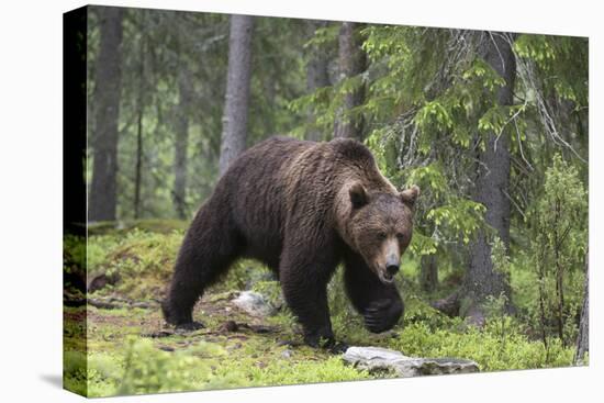 European Brown Bear (Ursus Arctos), Kuhmo, Finland, Scandinavia, Europe-Sergio Pitamitz-Premier Image Canvas