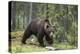 European Brown Bear (Ursus Arctos), Kuhmo, Finland, Scandinavia, Europe-Sergio Pitamitz-Premier Image Canvas
